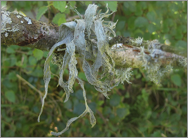 Ramalina fraxinea