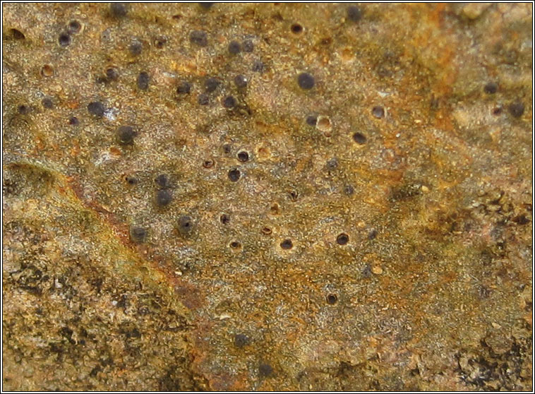 Thelidium decipiens