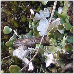 Cladonia callosa