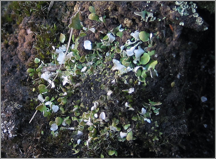 Cladonia callosa