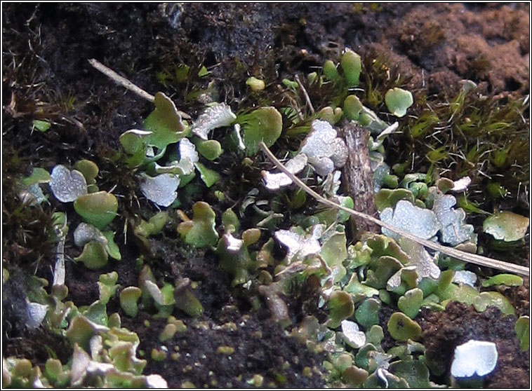 Cladonia callosa