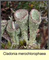 Cladonia merochlorophaea