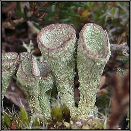 Cladonia merochlorophaea