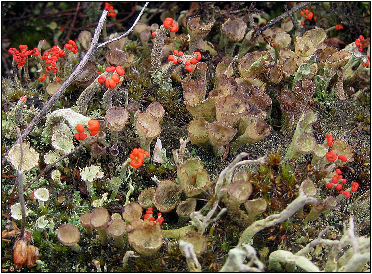 Cladonia merochlorophaea