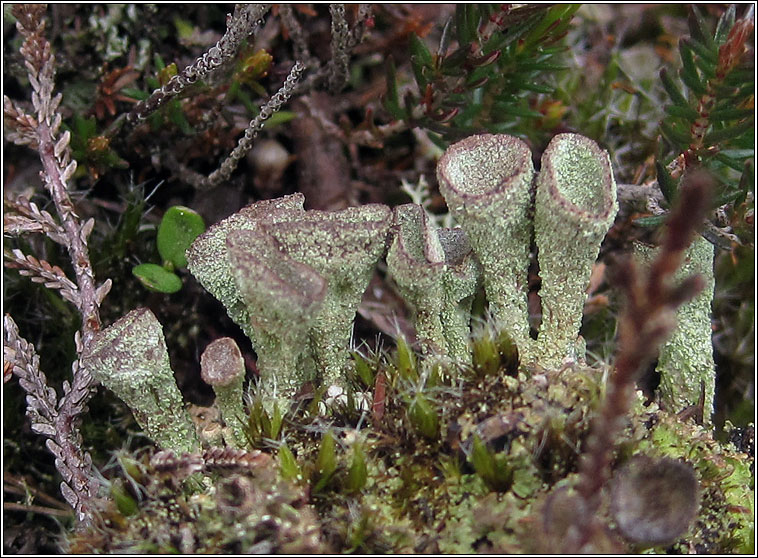 Cladonia merochlorophaea