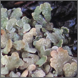 Cladonia strepsilis