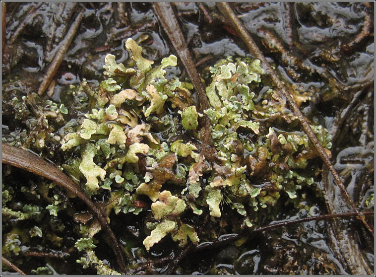 Cladonia strepsilis