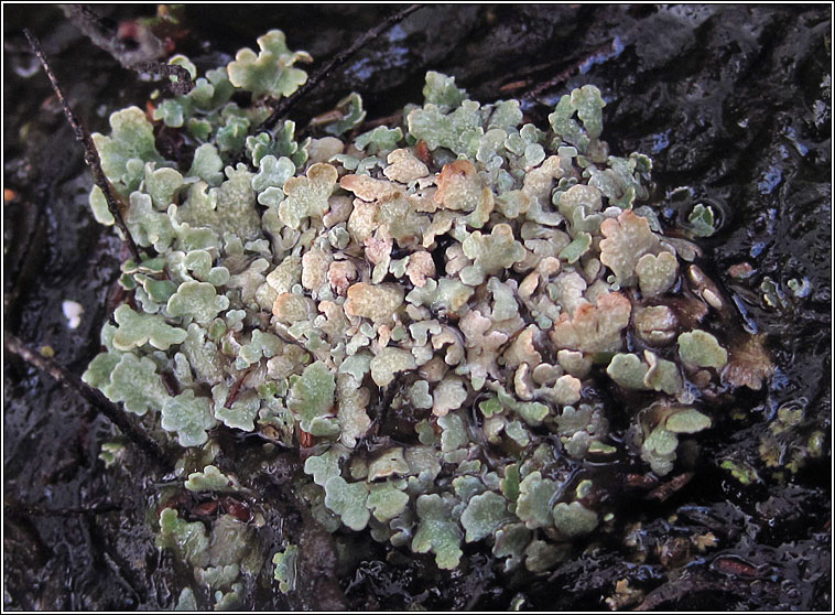 Cladonia strepsilis