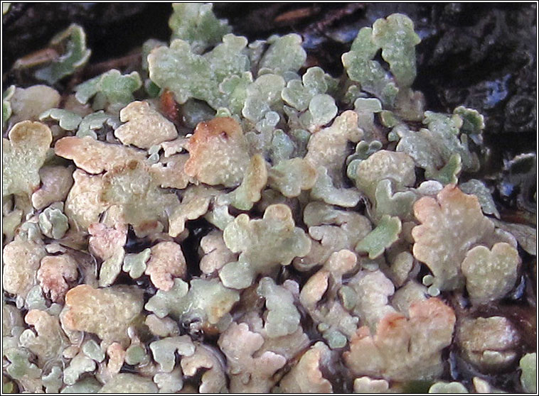 Cladonia strepsilis