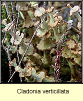 Cladonia verticillata