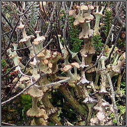 Cladonia verticillata