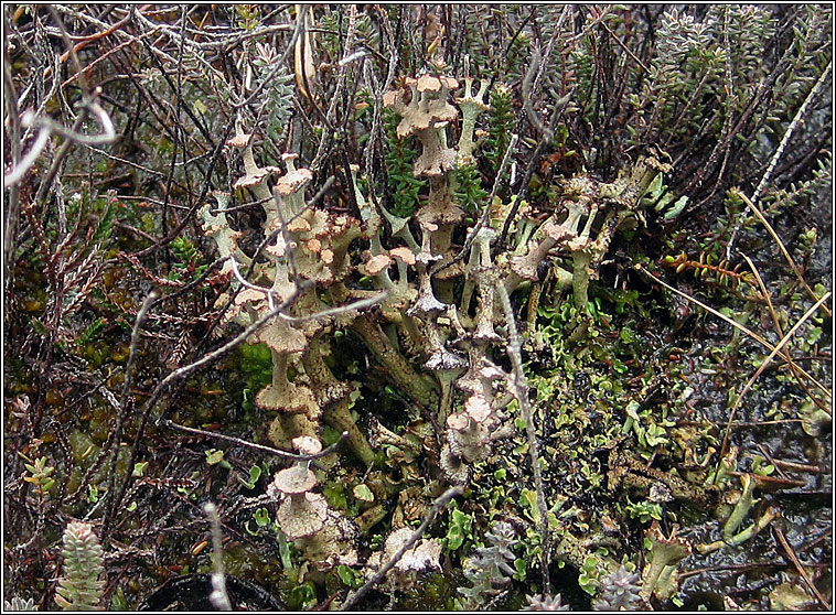 Cladonia verticillata