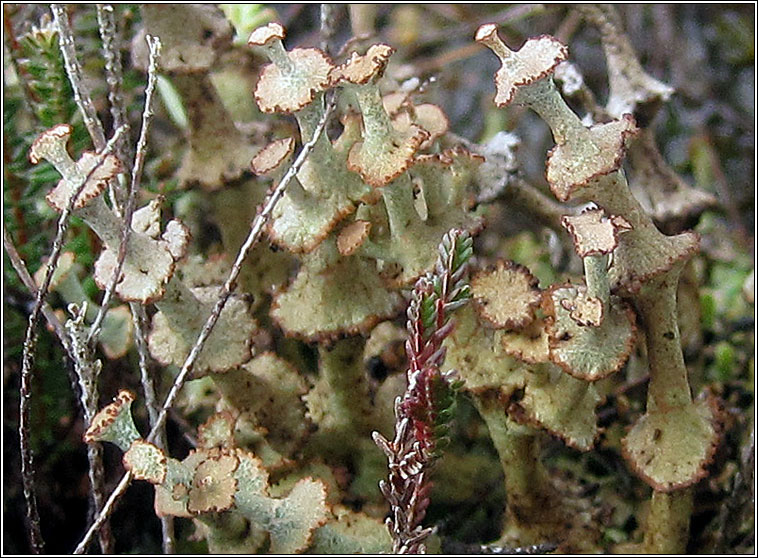 Cladonia verticillata