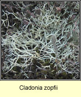 Cladonia zopfii