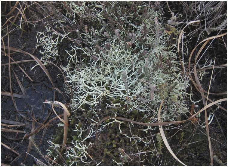 Cladonia zopfii