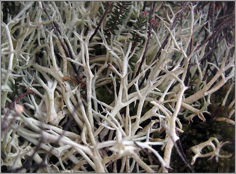 Cladonia zopfii