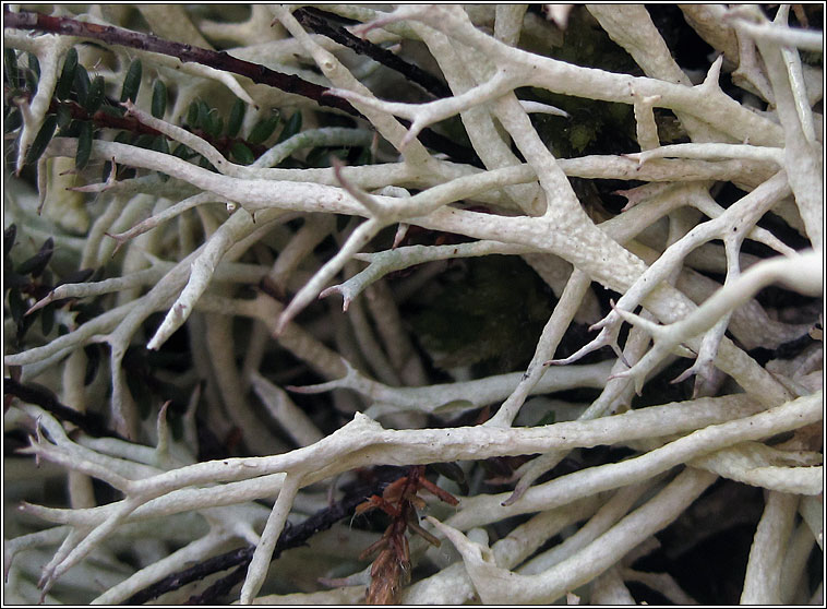 Cladonia zopfii