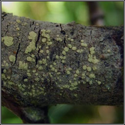 Lecanora jamesii