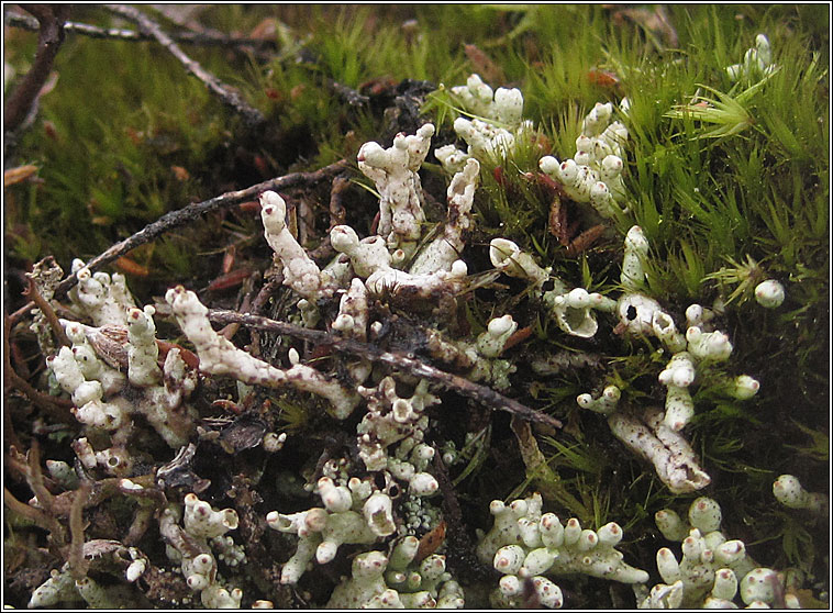 https://www.dorsetnature.co.uk/pages-lichen/lch-422.html