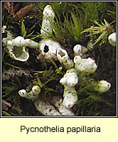 Pycnothelia papillaria