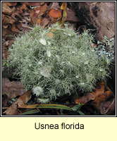 Usnea florida