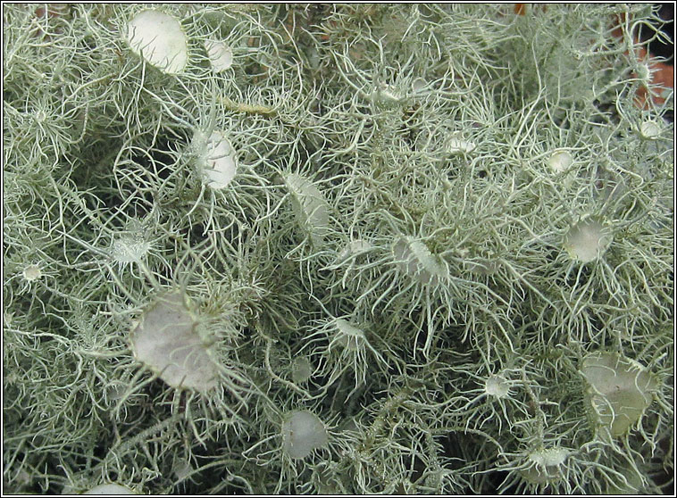 Usnea florida