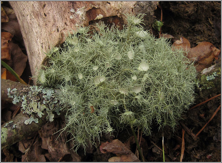 Usnea florida