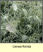 Usnea florida