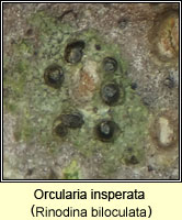 Orcularia insperata (Rinodina biloculata)