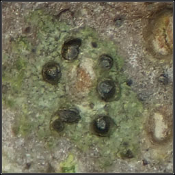 Rinodina biloculata
