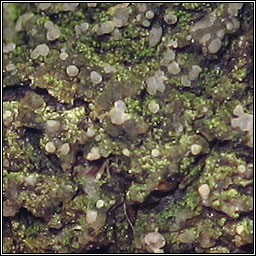 Micarea peliocarpa