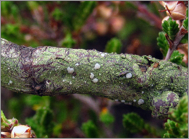 Micarea peliocarpa