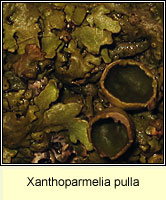 Xanthoparmelia pulla