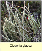 Cladonia glauca