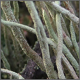 Cladonia glauca