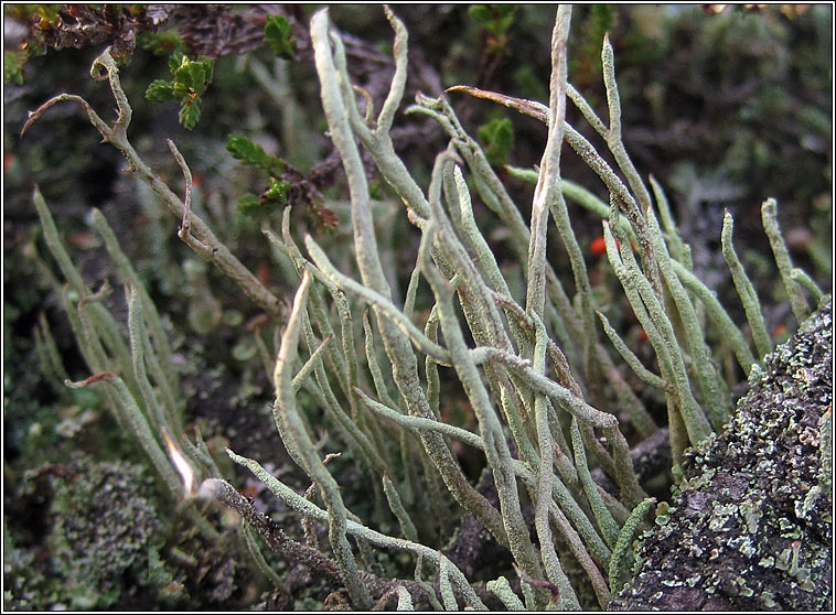 Cladonia glauca