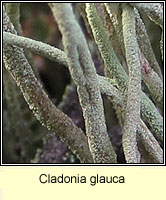 Cladonia glauca