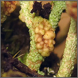 Syzygospora bachmannii