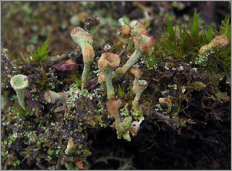 Syzygospora bachmannii