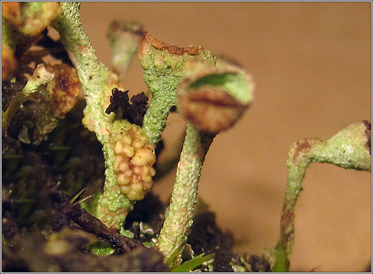 Syzygospora bachmannii