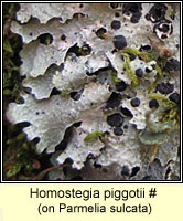 Homostegia piggotii