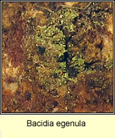 Bacidia egenula