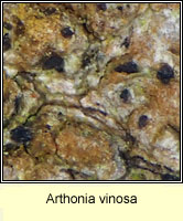 Arthonia vinosa