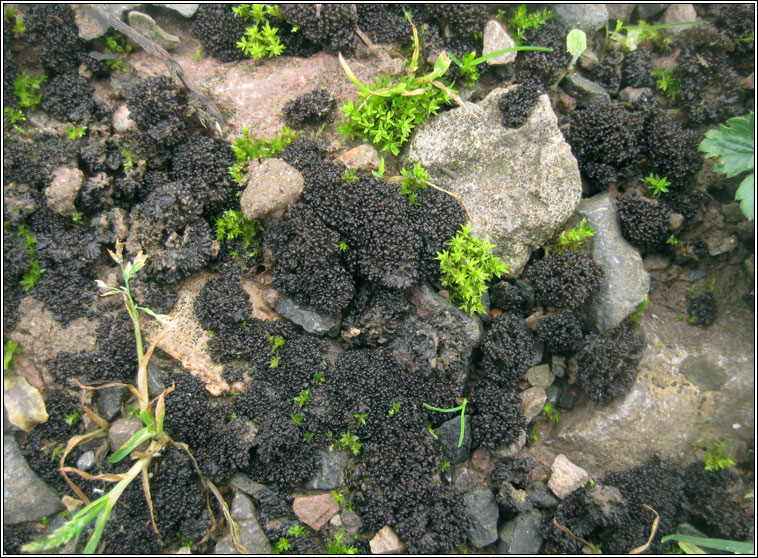 Collema tenax var ceranoides