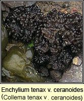 Enchylium tenax var ceranoides (C tenax var ceranoides)