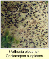 Coniocarpon cuspidans (Arthonia elegans)