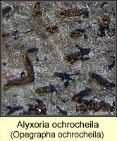 Alyxoria ochrocheila (Opegrapha ochrocheila)