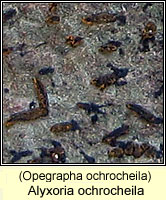 Alyxoria ochrocheila (Opegrapha ochrocheila)