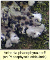 Arthonia phaeophysciae