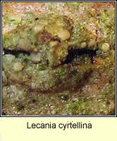 Lecania cyrtellina